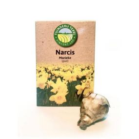 texel-narzisse-marieke