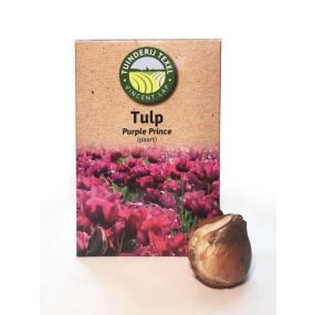texeler-tulpen-purple-prince