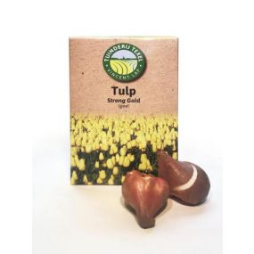 texel-tulpen-strong-gold